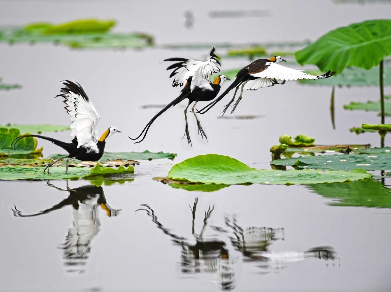 宜昌70岁以上老人免费景点,宜昌70岁高龄补贴