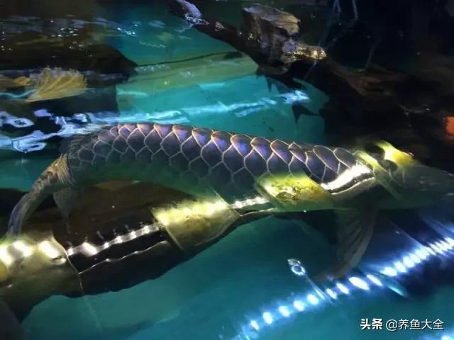 马来西亚养殖金龙鱼,养金龙鱼马来西亚