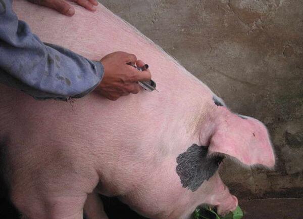 为什么怀孕母猪不能喂光玉米,怀孕母猪顽固性不吃食是什么原因