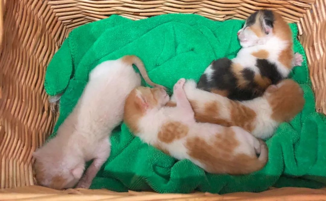 小佩猫窝事件,小佩闷死猫事件