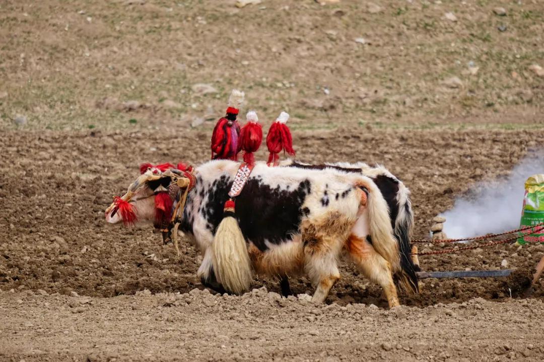 吉祥的藏历新年视频,蒙历新年和藏历新年