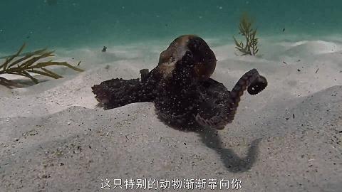 人鱼情未了在线阅读,人鱼情未了电视剧免费观看