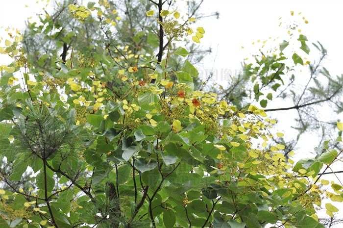 地枫皮,见过吗?舒筋骨,治风痹疼痛,去瘀疗伤