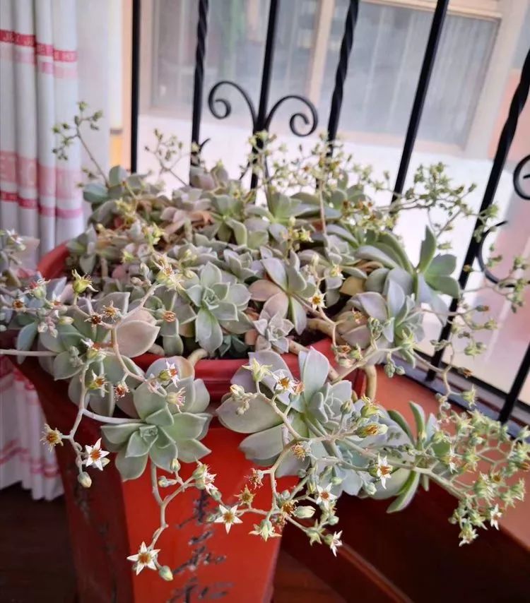 最美的20种多肉,15种最美的多肉