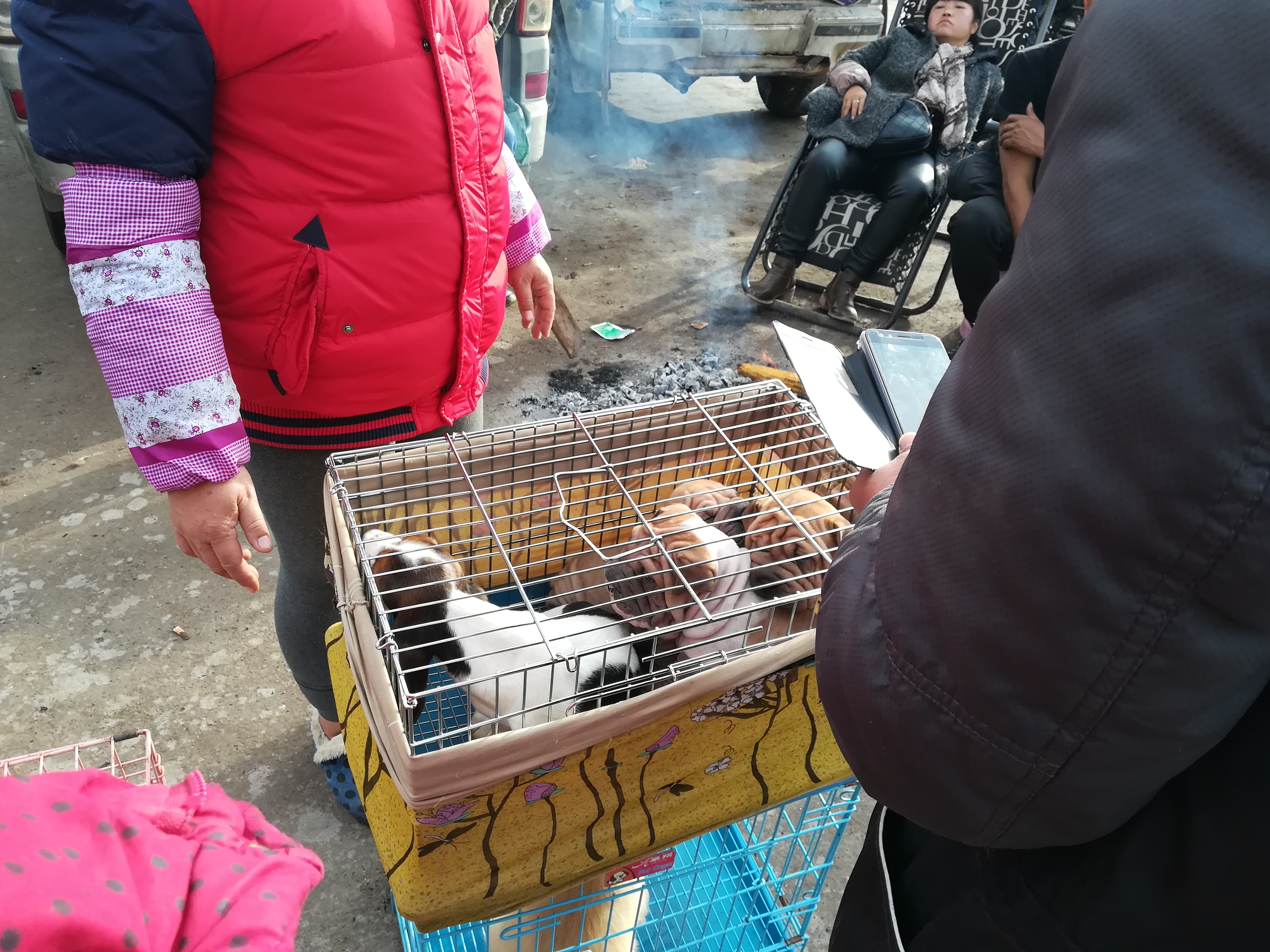 南宁沙皮狗多少钱一只,小型沙皮狗多少钱买一条