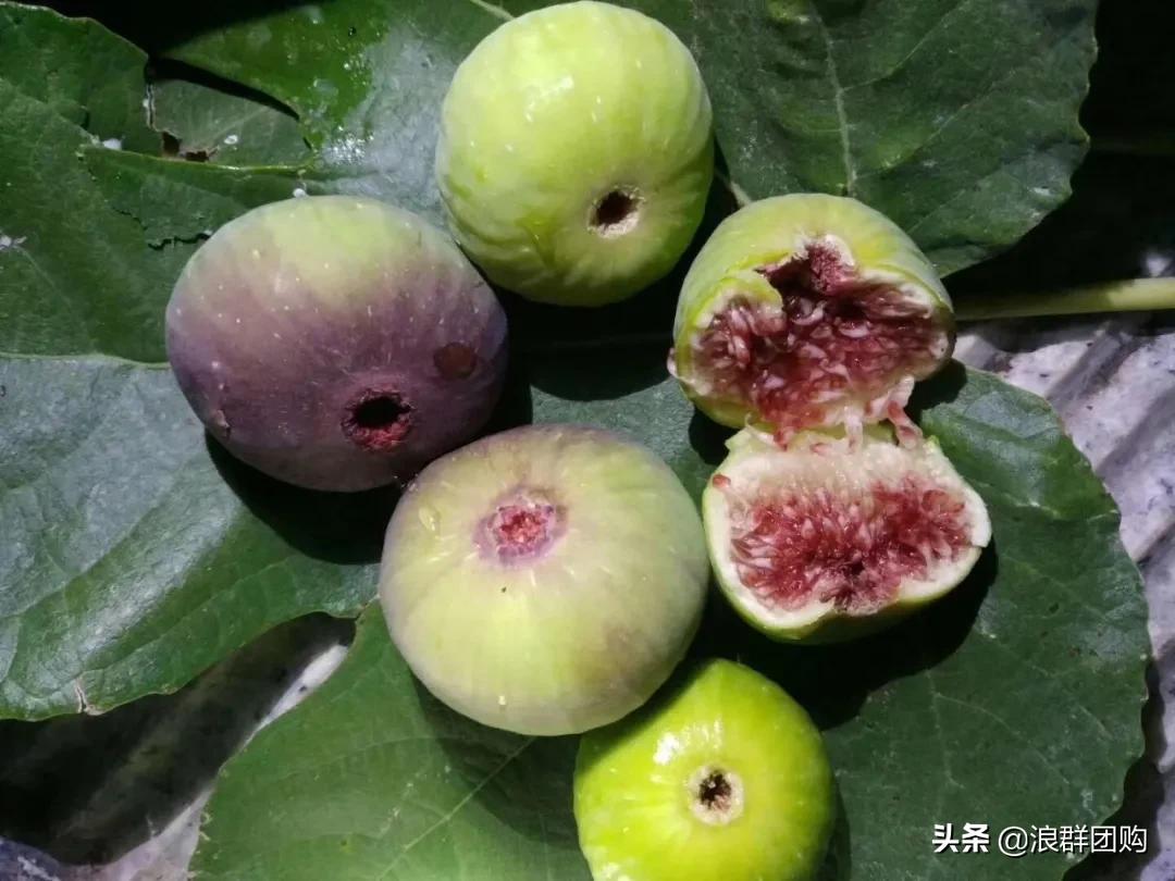 好吃无花果品种,丰产好吃的无花果推荐