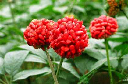 三七花是旱三七的花吗,三七花为圆锥花序