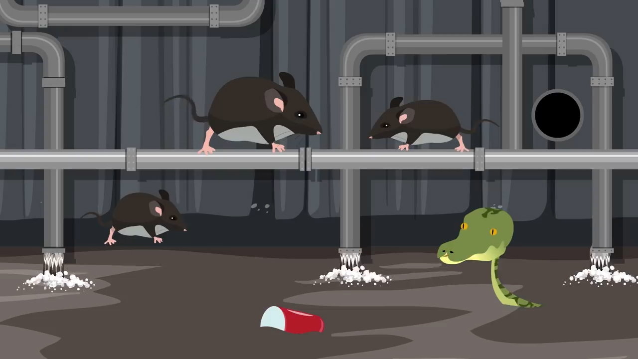 超市货架现3米蟒蛇，女子与蛇头20厘米，为何澳洲的蛇无处不在？