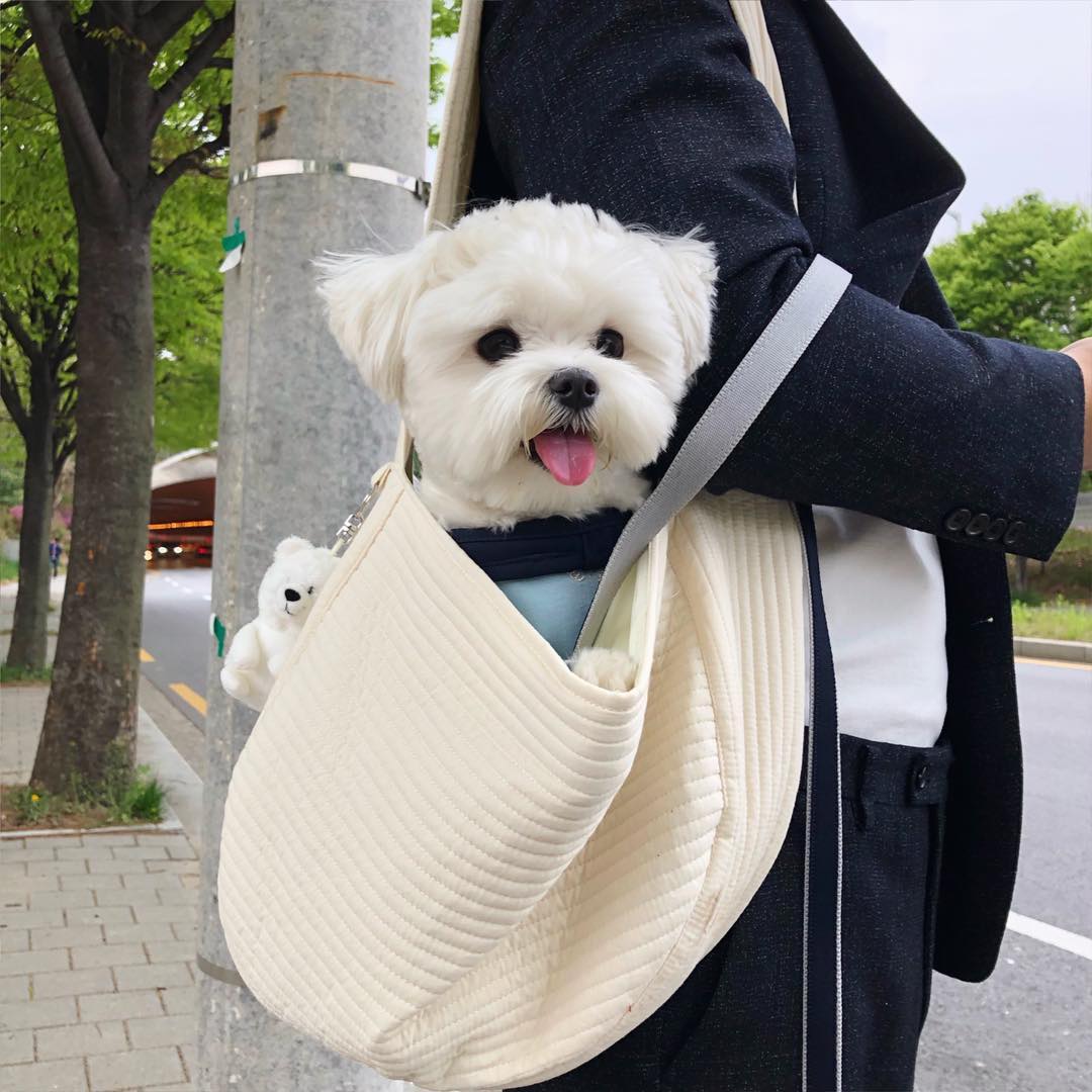 十种可爱狗狗,白色可爱狗狗视频大全超萌