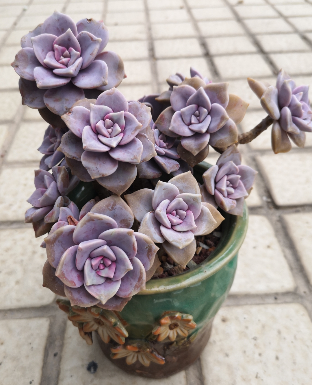 什么多肉耐冻又好吃,不惧零下五六度的多肉