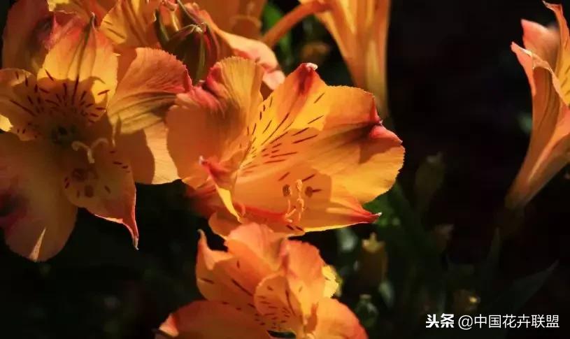 100种鲜花的花语樱花,100种不同花的花语