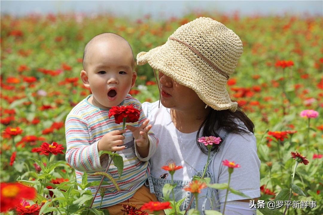 罗平七彩花田金鸡,罗平金鸡七彩花海