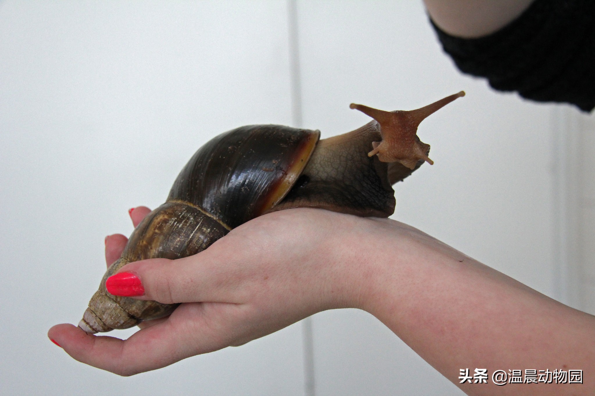 辟谣：对于泛滥成灾的非洲大蜗牛人类能吃光它们？别拿生命开玩笑