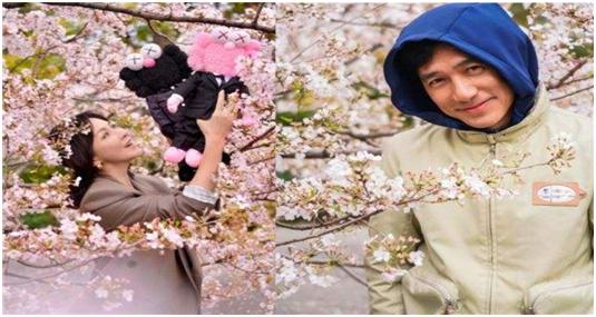 樱花的经济价值怎么样,樱花暗示的什么意思