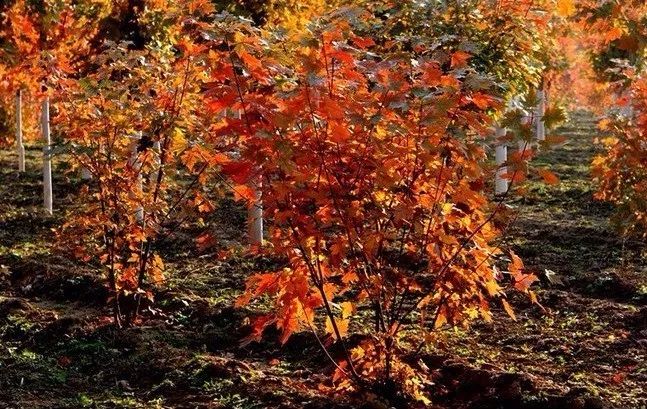 昌平最美的秋景在哪里,北京最美的秋景赏叶胜地香山公园