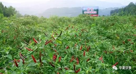 德庄火锅全国有多少家,德庄火锅优势在哪里