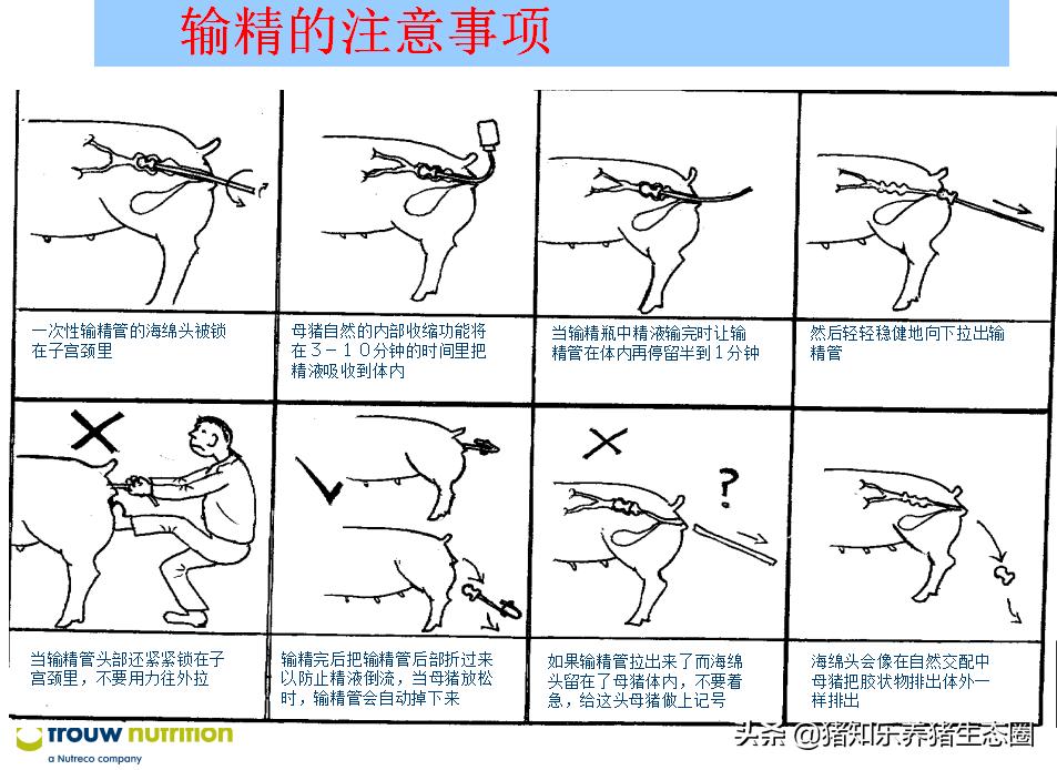 猪授精的正确方法,猪授精的正确方法是什么