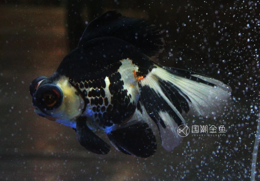 中国金鱼历史简介,中国金鱼鉴赏与文化