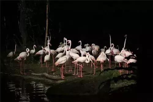 新加坡动物园免费攻略,新加坡夜间动物园游玩攻略