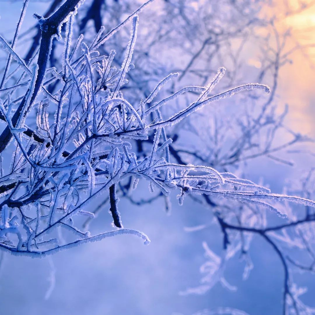 最漂亮的雾凇雪景在哪里,为什么吉林的雾凇最知名