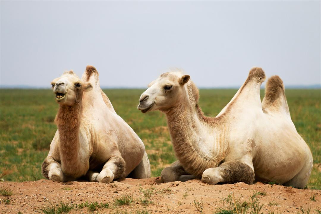 大象为什么不被其他动物吃掉,为什么食肉动物不吃大象