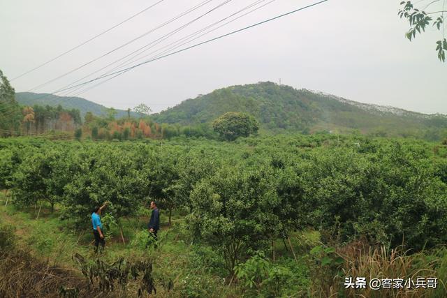 致富带头人脱贫攻坚优秀个人事迹,脱贫致富带头人农民事迹