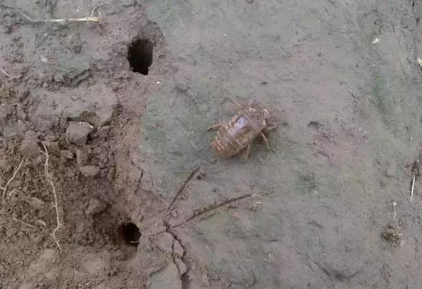 知了和蚱蝉是一种动物吗,知了和蚱蝉有什么区别