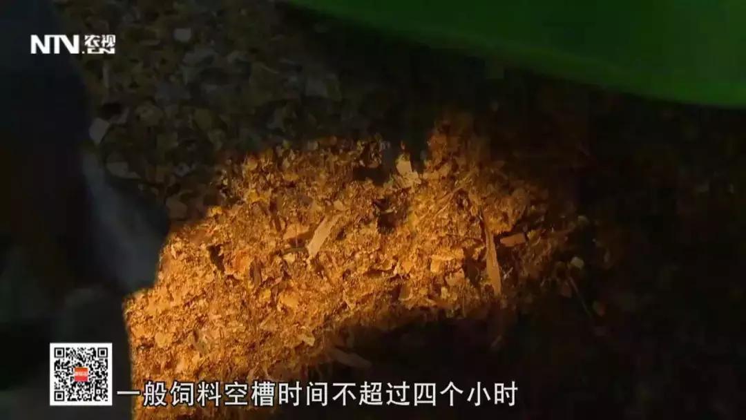 养殖肉牛和奶牛的利润与成本,奶牛与肉牛养殖前景