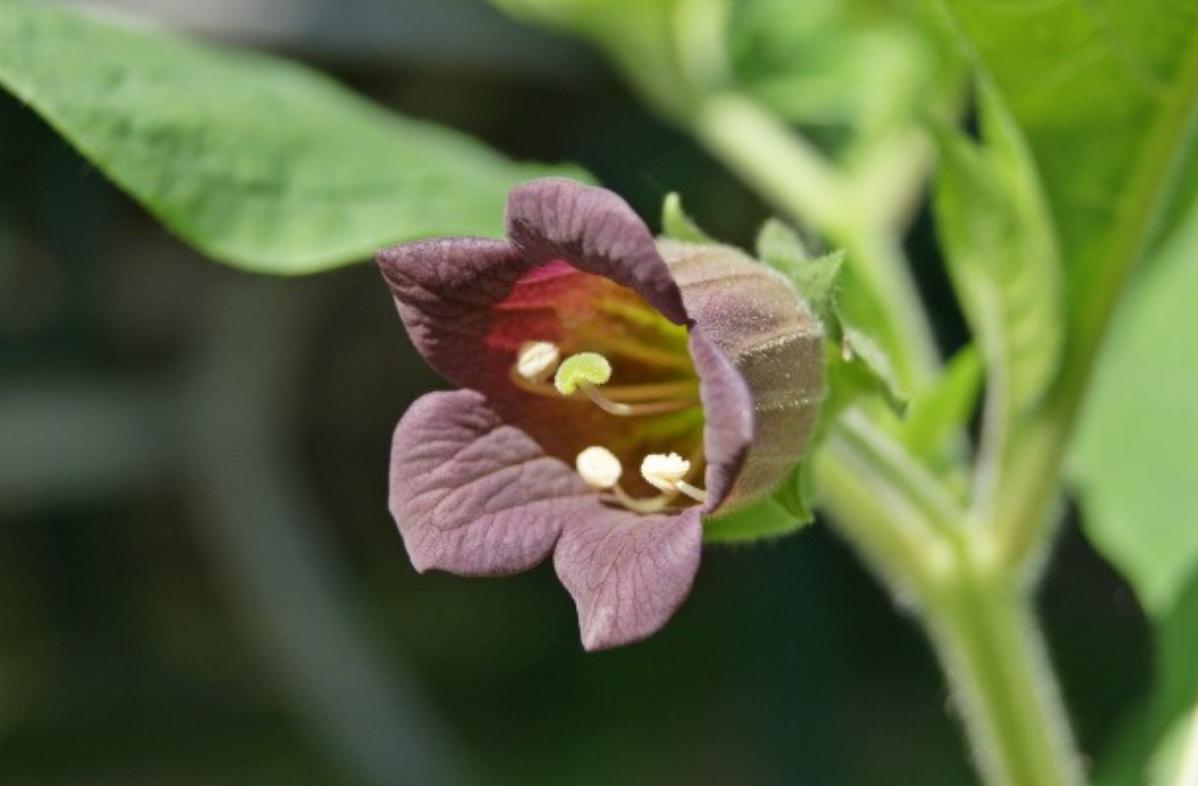 纯天然植物染发有什么危害,纯天然无添加对人体零伤害