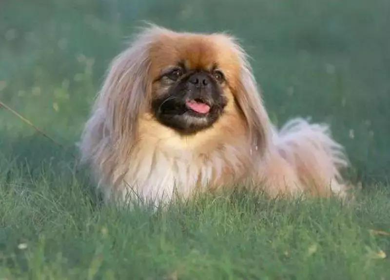 京巴网红狗,京巴犬网红