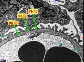 肾虚吃腰子能补肾吗,肾亏腰疼吃枸杞有用吗