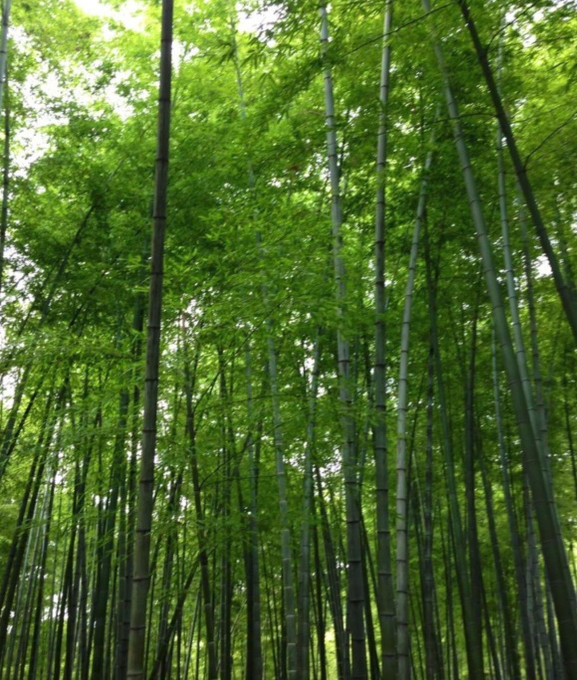 宜宾记忆在哪里,宜宾翠屏山留下美好回忆