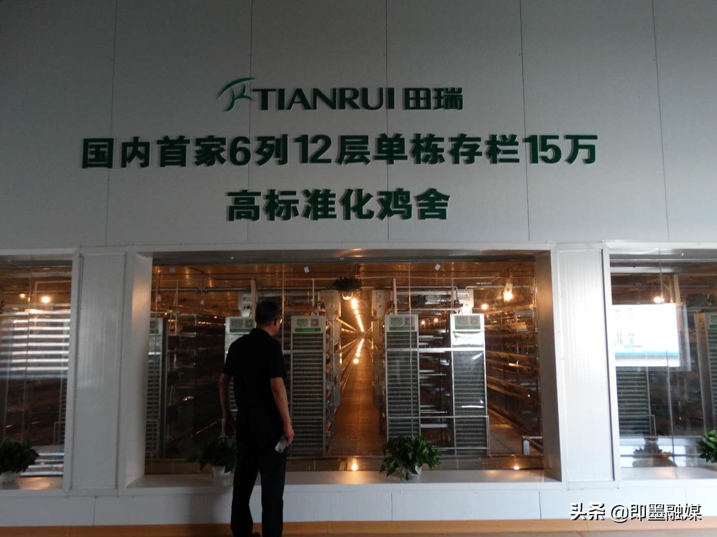 一栋5万只蛋鸡舍建设,一栋鸡舍养多少蛋鸡