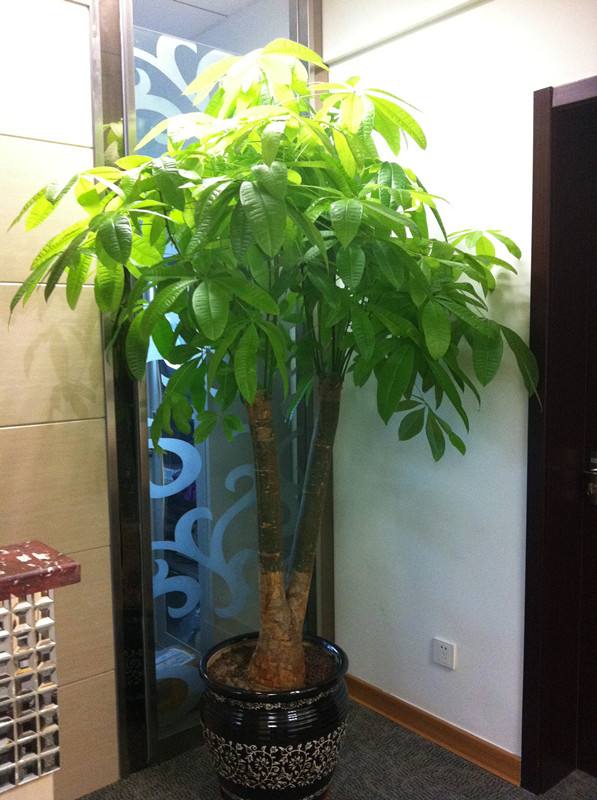 客厅养花不能放什么植物,客厅养什么植物不照阳光的