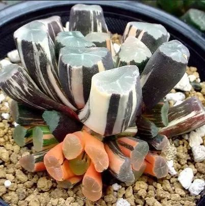 多肉植物好养又容易开花,长相怪异的9种多肉植物