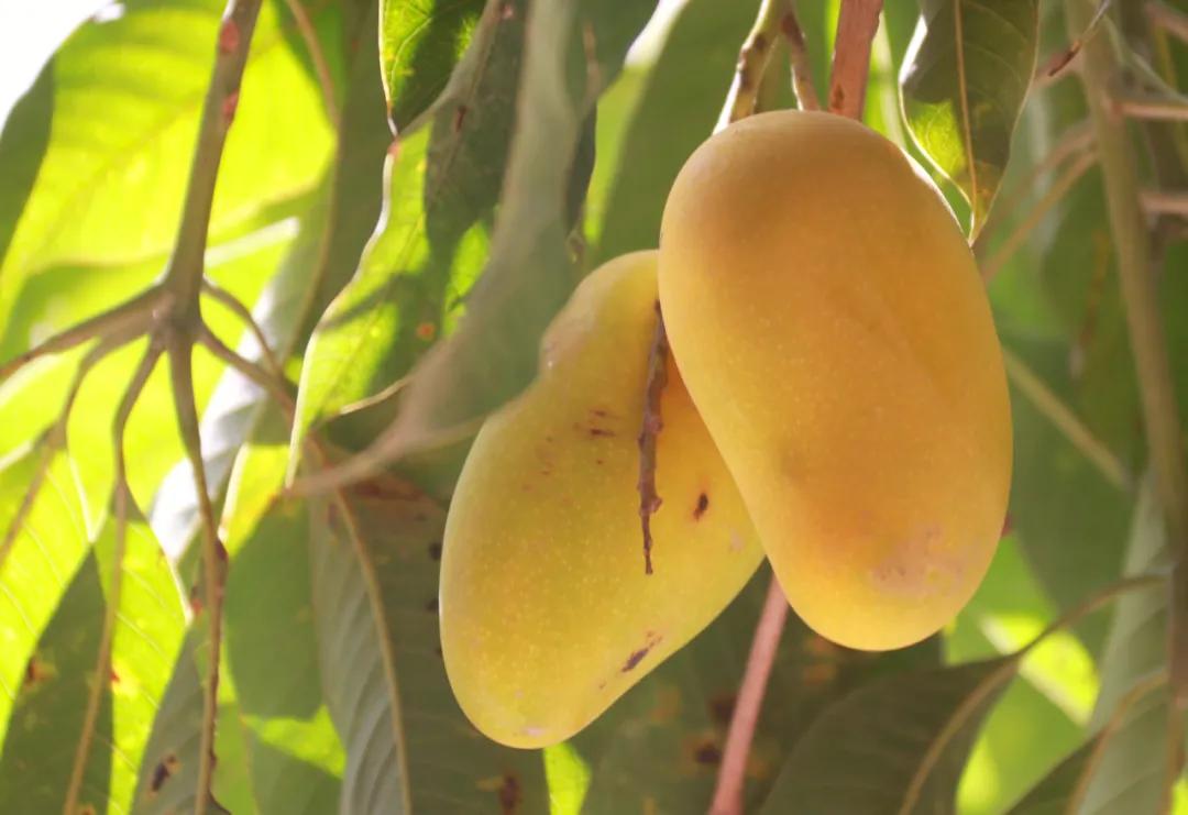 鍛宠暰娼畨,鍛宠暰鏂界敻