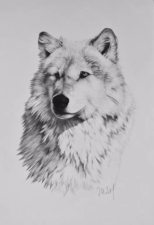 分享一套精美动物素描，值得收藏学习