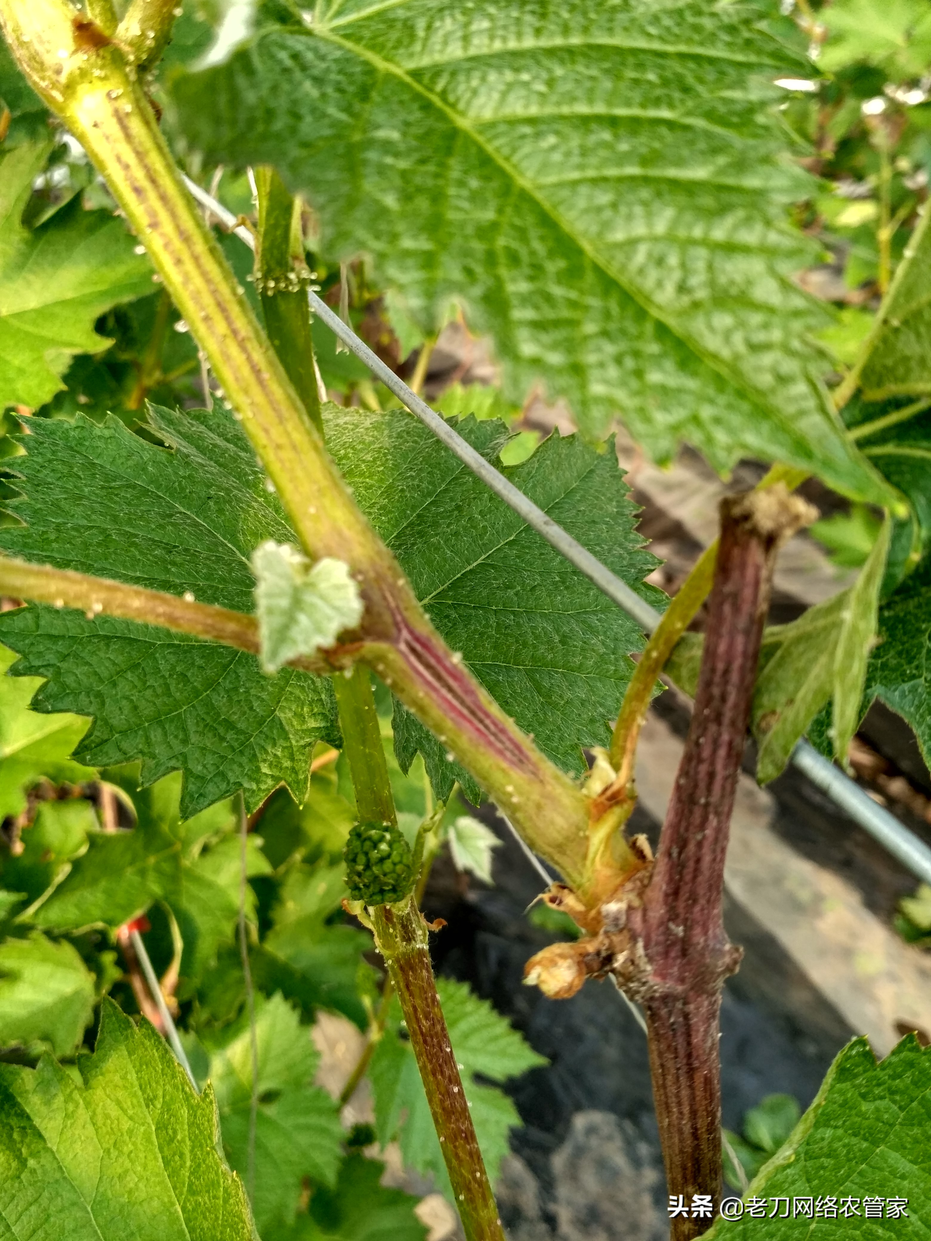 连续阴雨天红提葡萄要如何管理,高温天气葡萄果粒发蔫正常吗