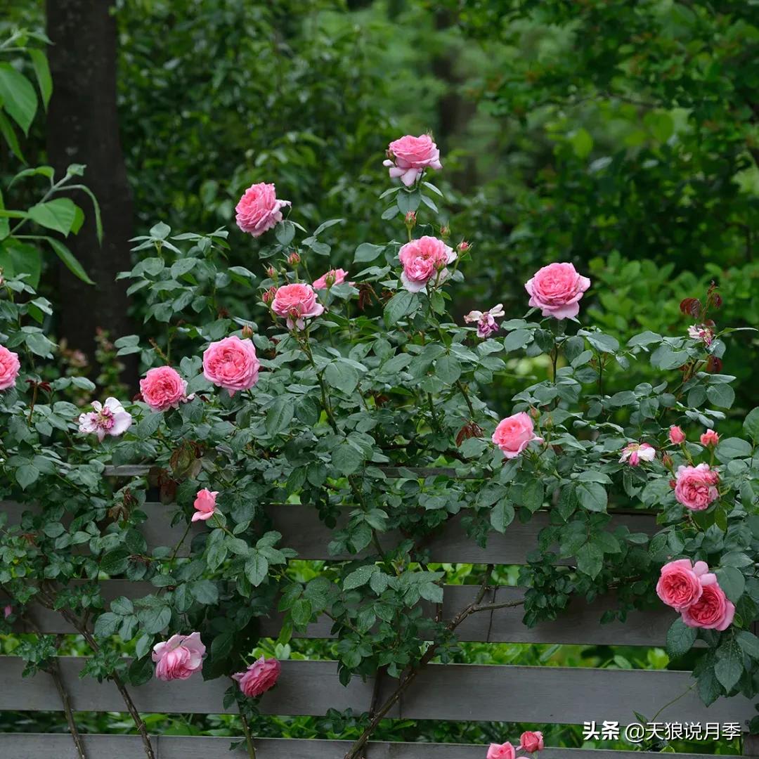全球最香的十大香水月季,清新淡淡的月季花香水推荐