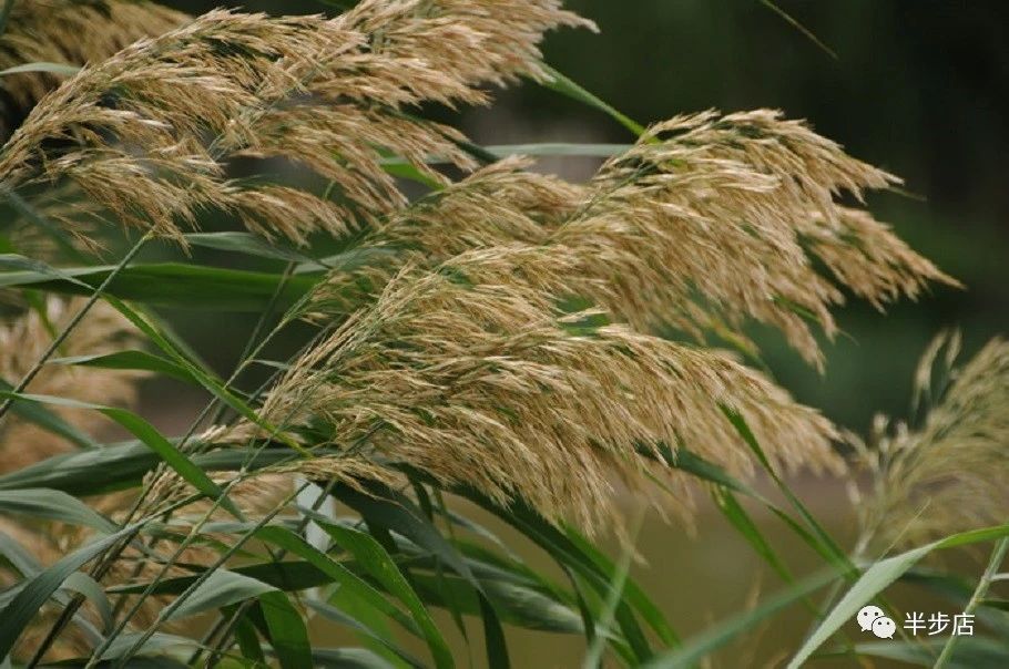 绽放的芦花（散文）作者：王学龙