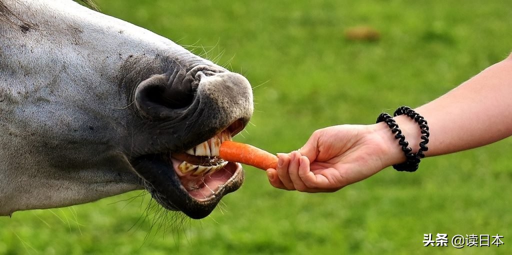 沙雕手办日本小哥,日本沙雕手办小哥