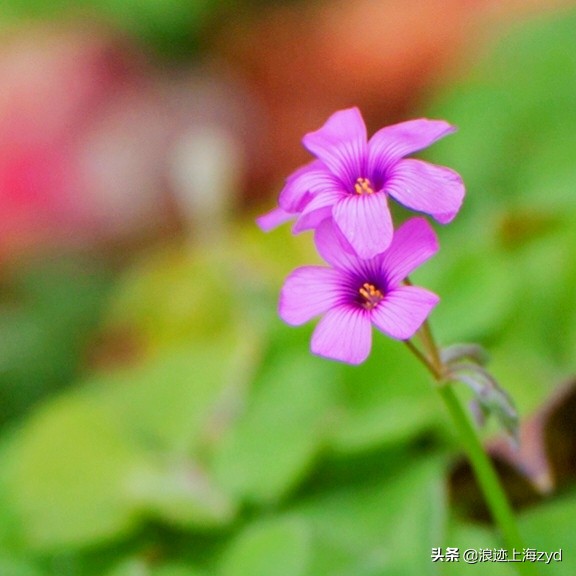 满地都是草的功效与作用,大面积红花酢浆草