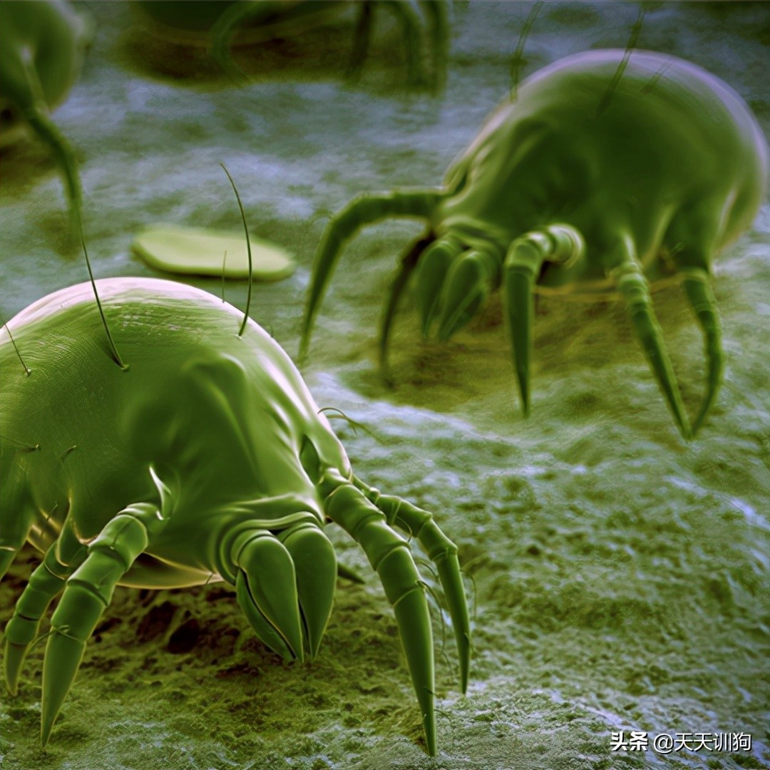 狗子一直咔咔咳和打喷嚏,换季期的狗子一直咳