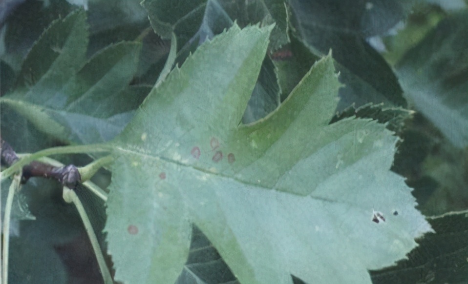 山楂种植病虫害有哪些危害,山楂病害