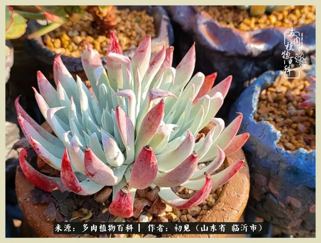 和多肉植物相伴,和多肉相处的心情