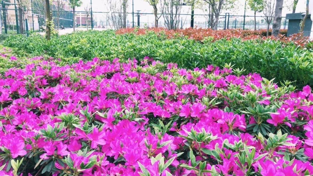 河南省实验学校许昌中学官网,2017许昌实验中学招生