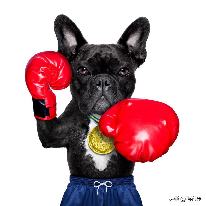 十大建议买的狗智商高,网上买狗需要注意什么风险