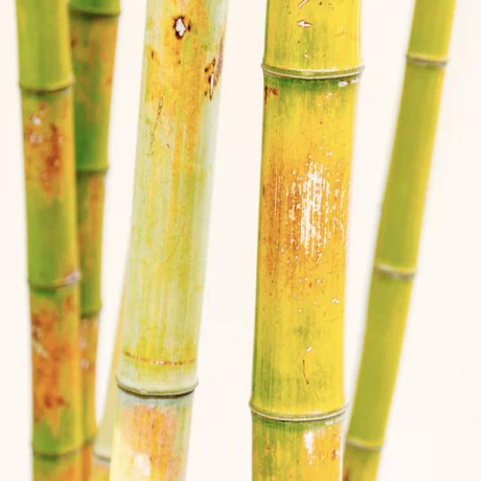 端午节是中国的传统节日汉译英,端午的故事英文版简短