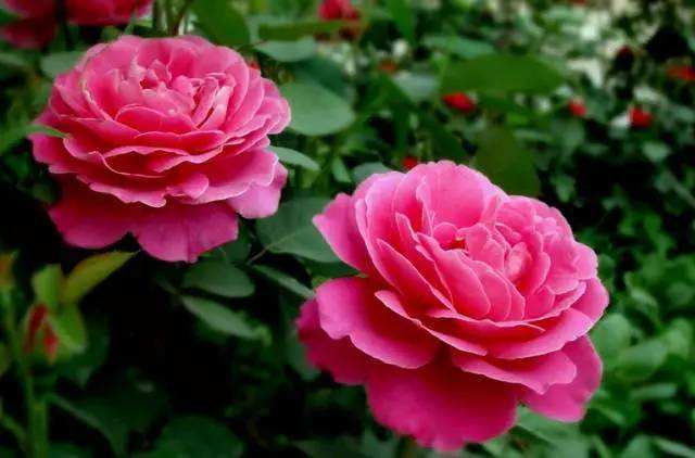 100种漂亮的夏花图片,30种夏花图片大全