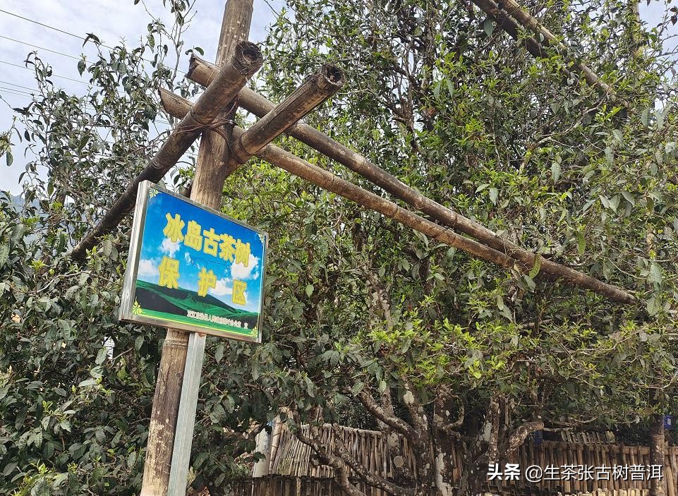 冰岛普洱生茶回甘,云南冰岛古树普洱生茶